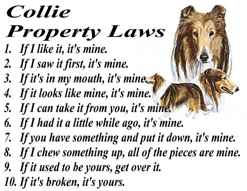 PARCHMENT PRINT = COLLIE DOG LASSIE FUNNY PROPERTY LAWS  