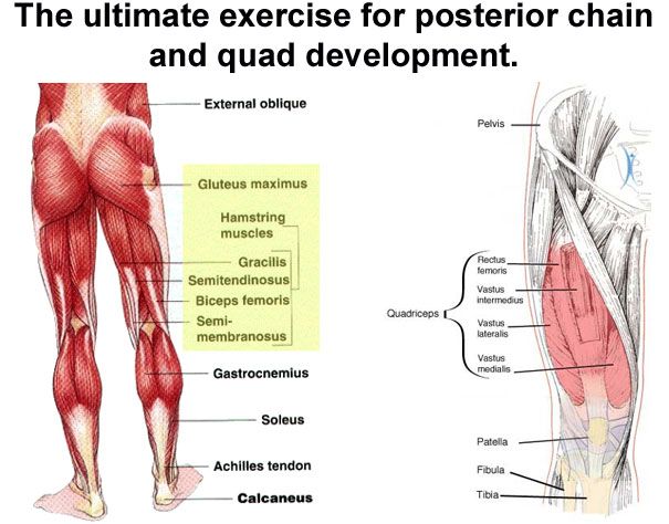 full squat training using the front squat harness from getstrength dr 