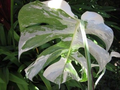 Rare VARIEGATED MONSTERA DELICIOSA VARIEGATA PHILODENDRON SWISS 