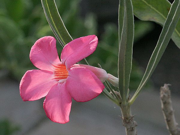 ADENIUM CULTIVARS AND VARIETIES items in Exotic Cactus Collection 