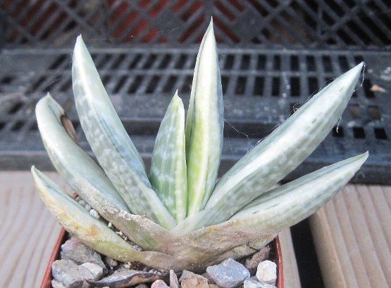 Gasteria cv. obliqua Ivory Variegate Succulent Leaves 3  