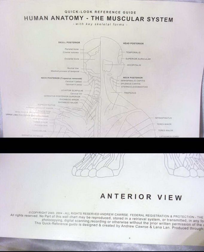   Reference Figure / Sculpture Andrew Cawrse LE Signed Muscular System