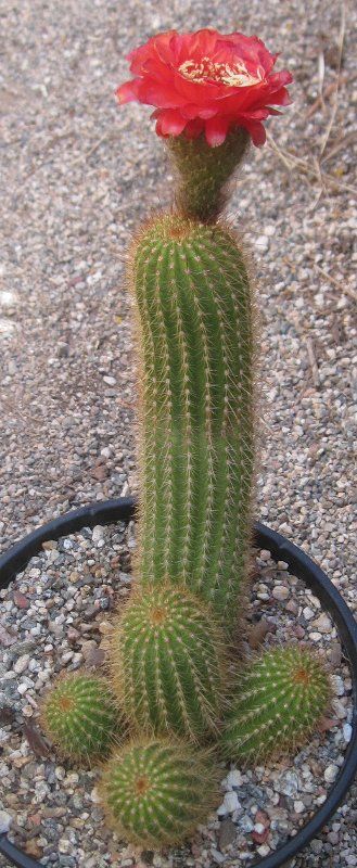 Trichocereus huasha cv. Rubra Tall Stems Red Flowers  