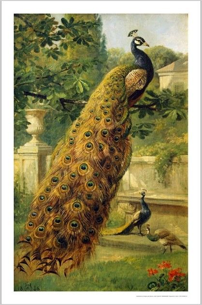 gift ideas peacocks in the park by olaf august hermansen