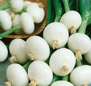 500 Seeds Onion Pickling Crystal White Wax Garden Seeds  