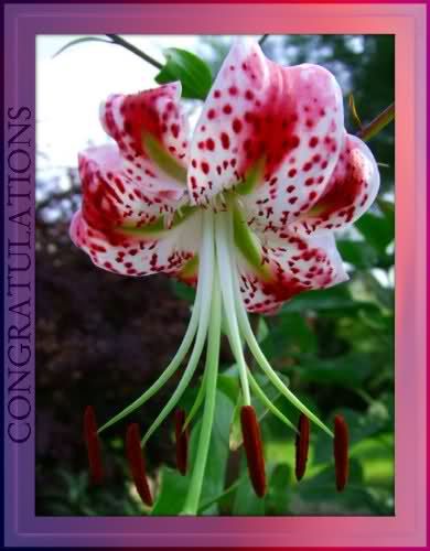   Lily Bulb speciosum var. clivorum buy any 4 bulbs ship free  