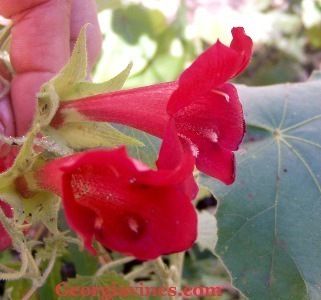 Asarina wislizensis Red Dragon 10 seeds  