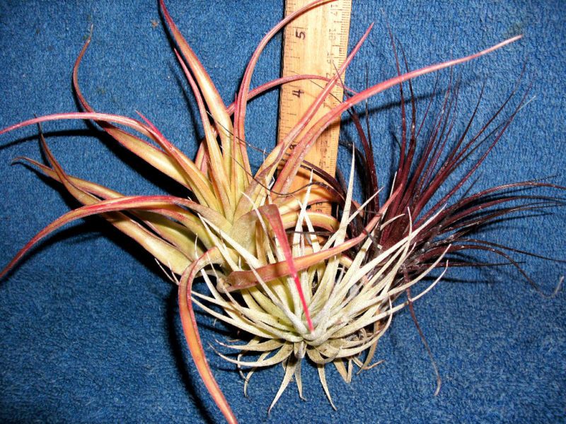 SMALL TILLANDSIA air plants for orbs (group #2)  